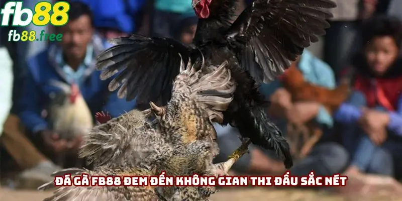 Đá gà FB88 đem đến không gian thi đấu sắc nét