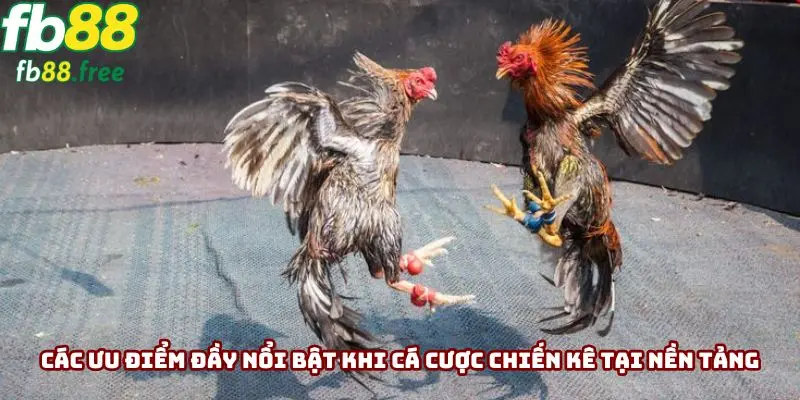 Các ưu điểm đầy nổi bật khi cá cược chiến kê tại nền tảng FB88